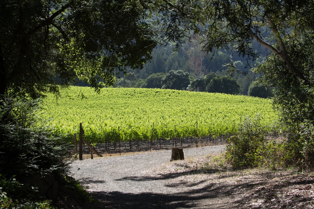 Sonoma Valley: The Magic of California Wines - Sonoma Valley | Secret World Trip Planner
