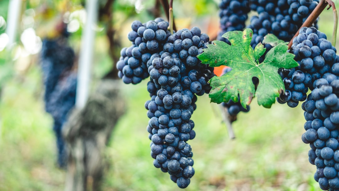 Entdecken Sie die Langhe: Reise zwischen Barolo und Barbaresco - Langhe | Secret World Trip Planner