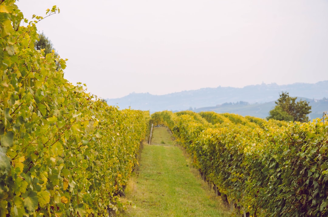 探索朗格：巴罗洛与巴巴雷斯科之旅 - Langhe | Secret World Trip Planner