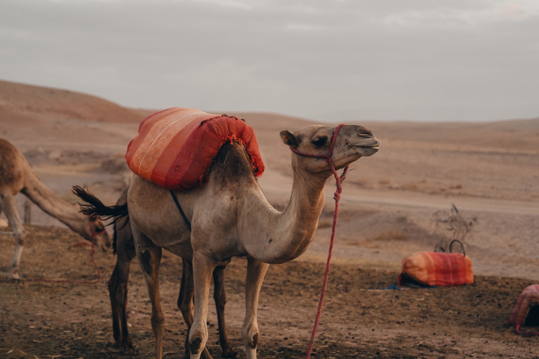 Wanderlog 리뷰 2026: 마라케시에서 정말 효과 있을까? - Marrakech | Secret World Trip Planner