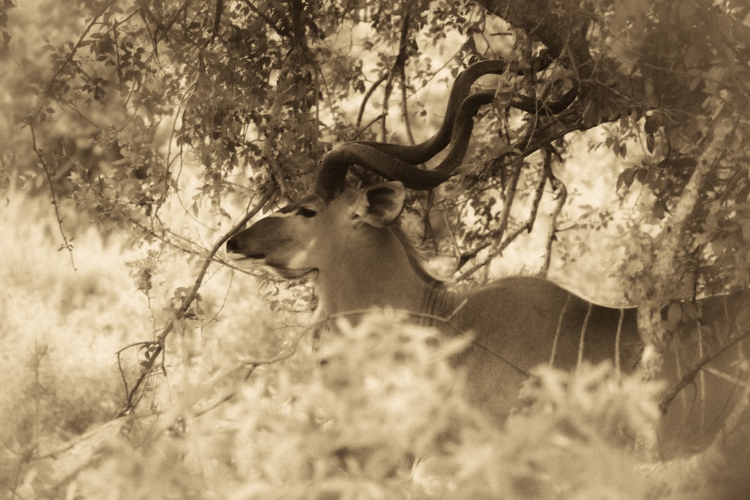 Skukuza: Un Paradiso della Biodiversità in Sudafrica - Skukuza | Secret World Trip Planner