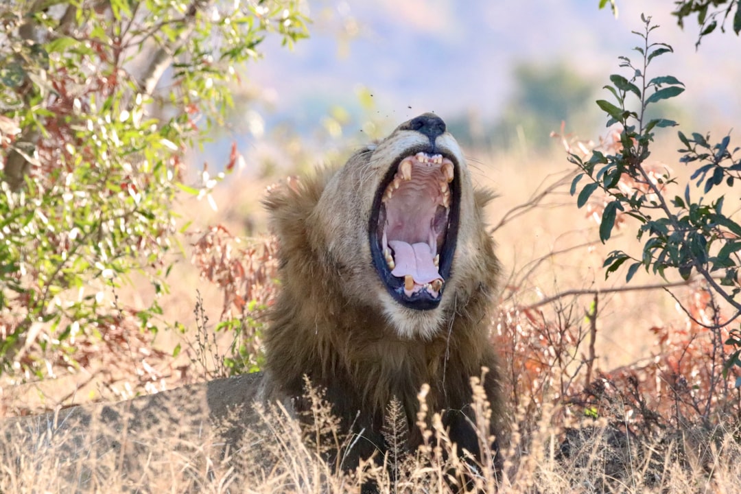 Skukuza : Un Paradis de Biodiversité en Afrique du Sud - Skukuza | Secret World Trip Planner