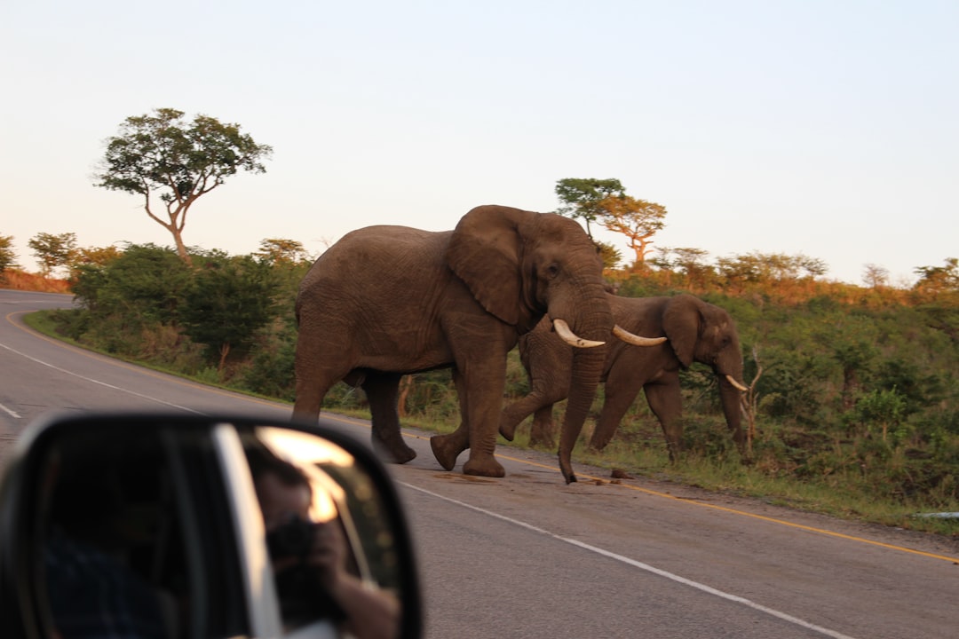 Skukuza: Un Paraíso de Biodiversidad en Sudáfrica - Skukuza | Secret World Trip Planner