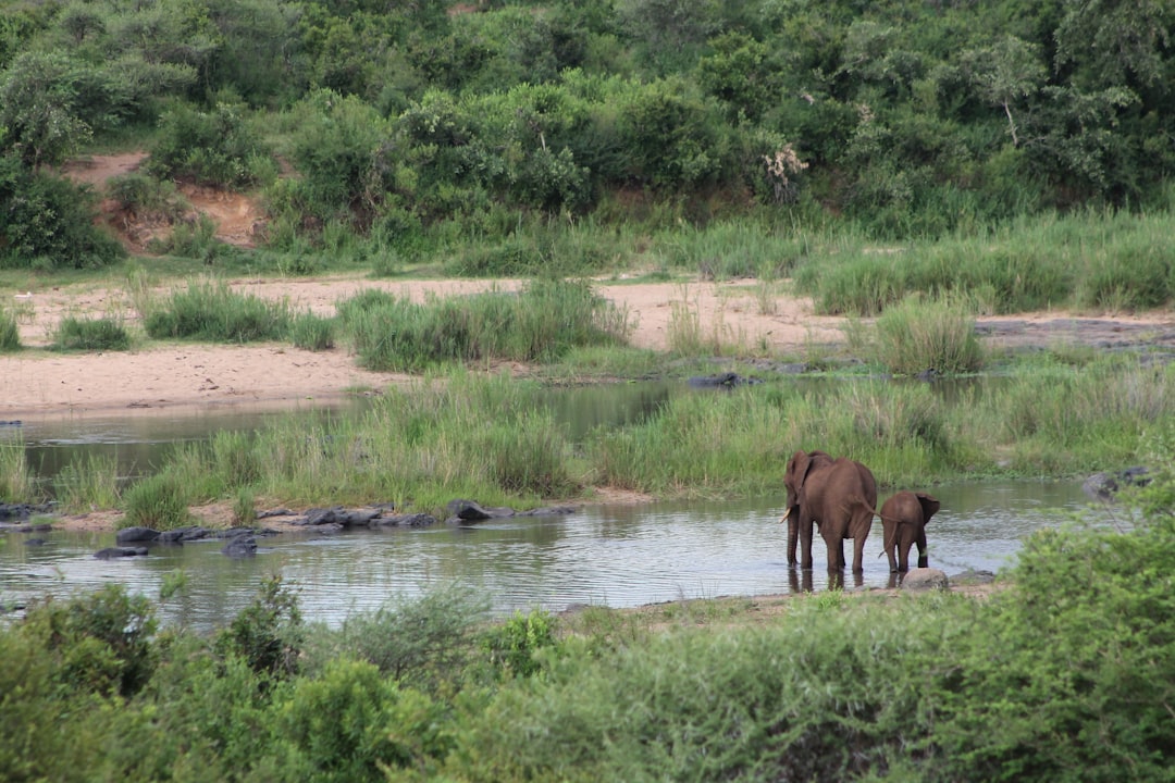Skukuza: Un Paraíso de Biodiversidad en Sudáfrica - Skukuza | Secret World Trip Planner