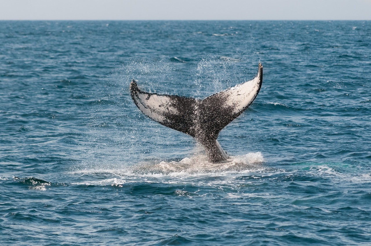 Cosa vedere a Monterey 2026: Guida ai luoghi imperdibili - Monterey | Secret World Trip Planner