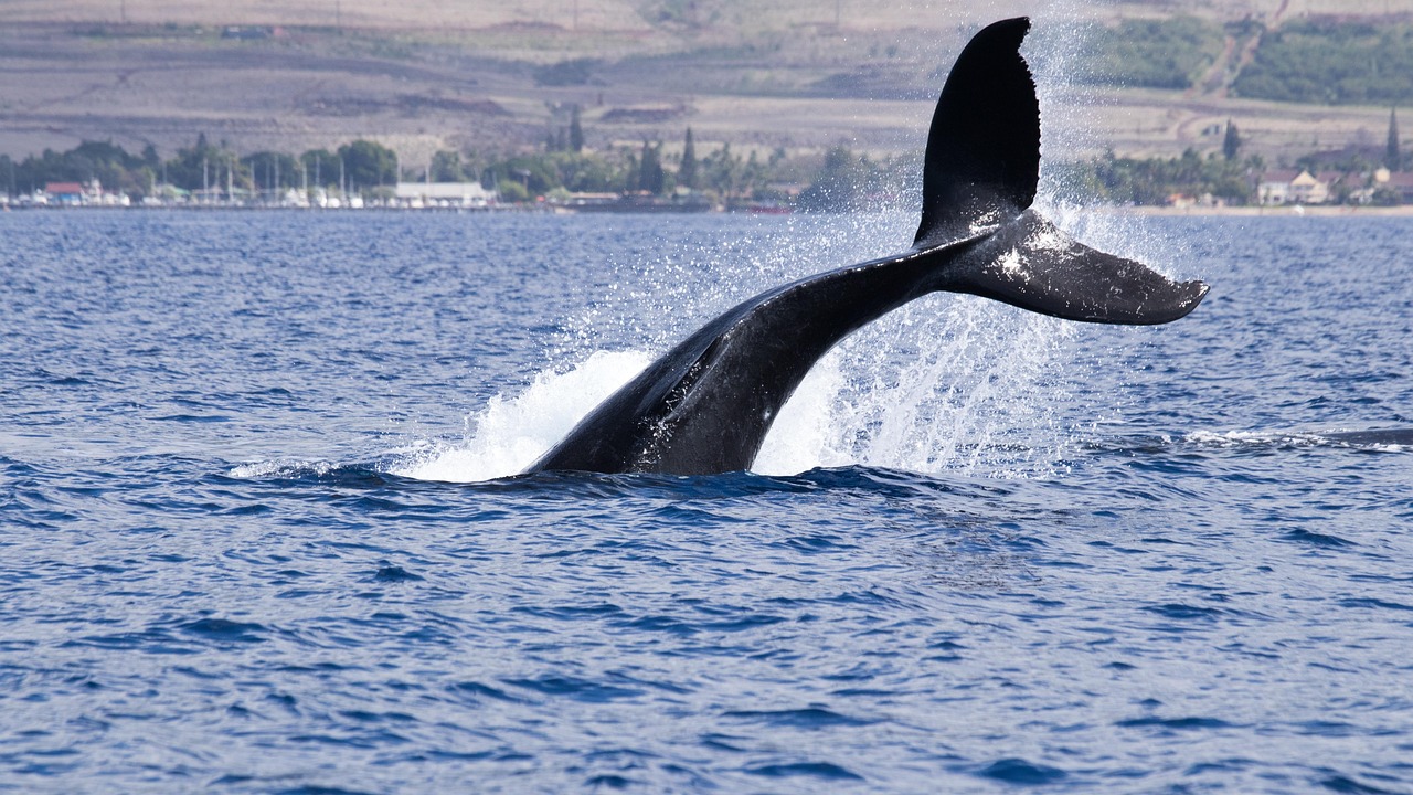 AI Trip Planner Maui 2026: A Revolution in Travel - Maui | Secret World Trip Planner