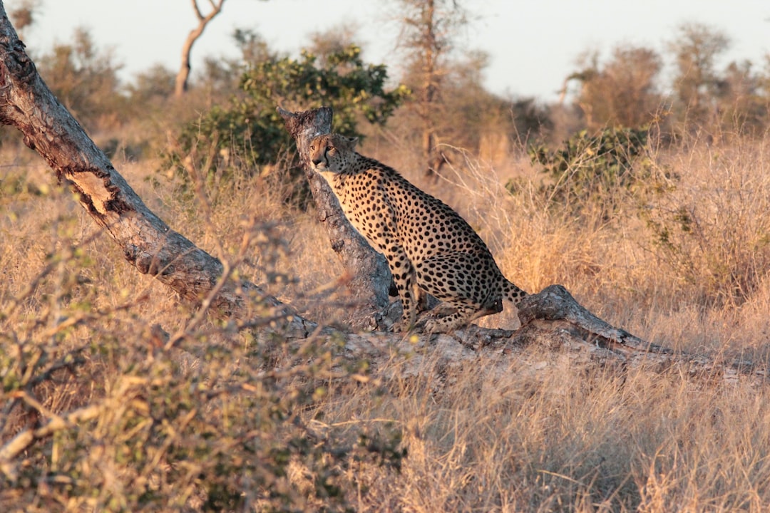 How to Visit Kruger Park with Secret World in 2026 - Kruger Park | Secret World Trip Planner