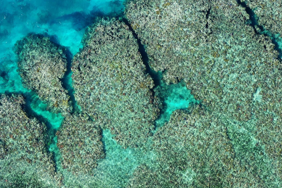 Secret World vs TripIt: Best Way to Explore Great Barrier Reef - Great Barrier Reef | Secret World Trip Planner
