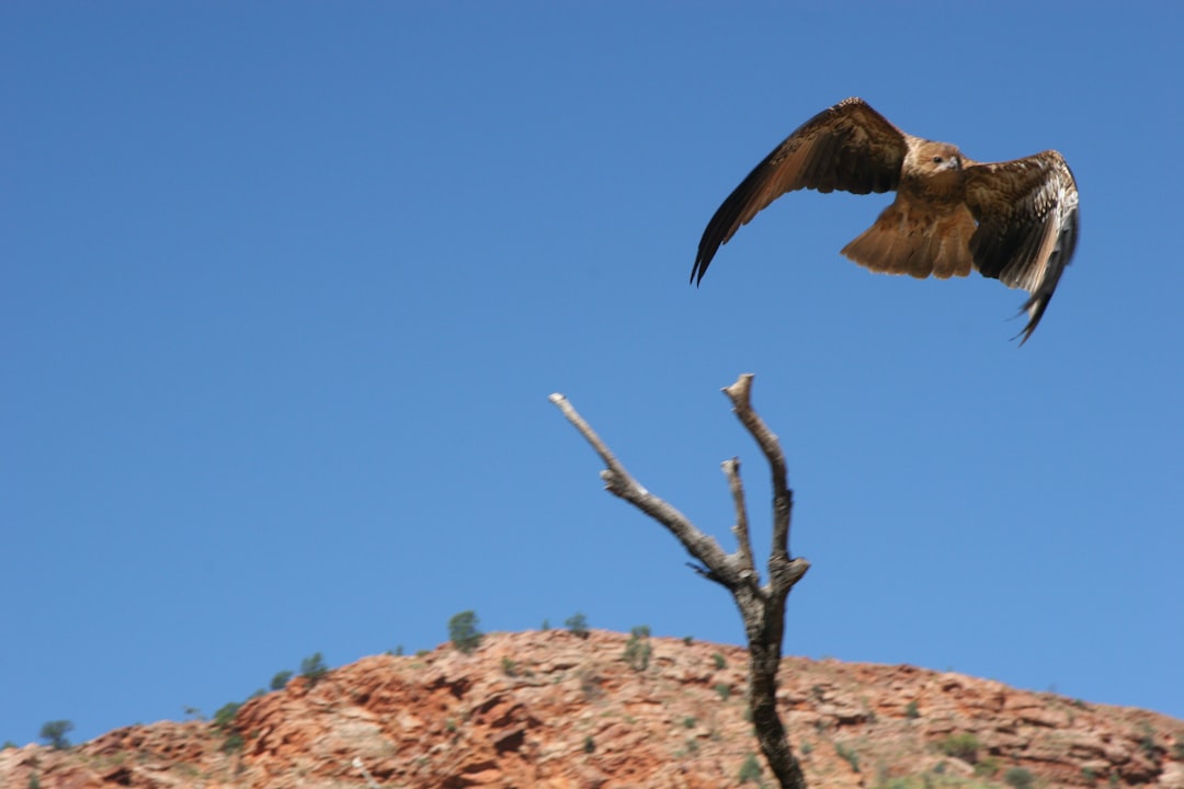 Weekend a Alice Springs con Secret World: La tua guida perfetta! - Alice Springs | Secret World Trip Planner