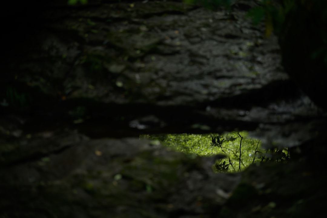 The Enchanted Waitomo Caves: A Dance of Light and Shadow - 39 Waitomo Village Road | Secret World Trip Planner
