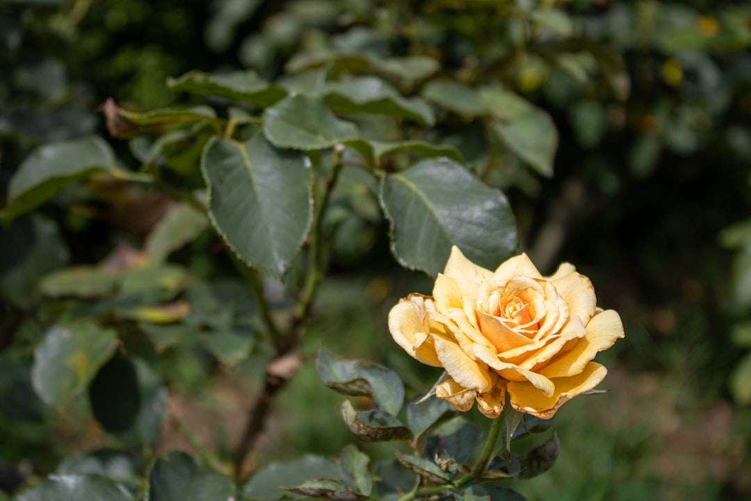 Exploring the Shinjuku Gyoen National Garden - Shinjuku City | Secret World Trip Planner