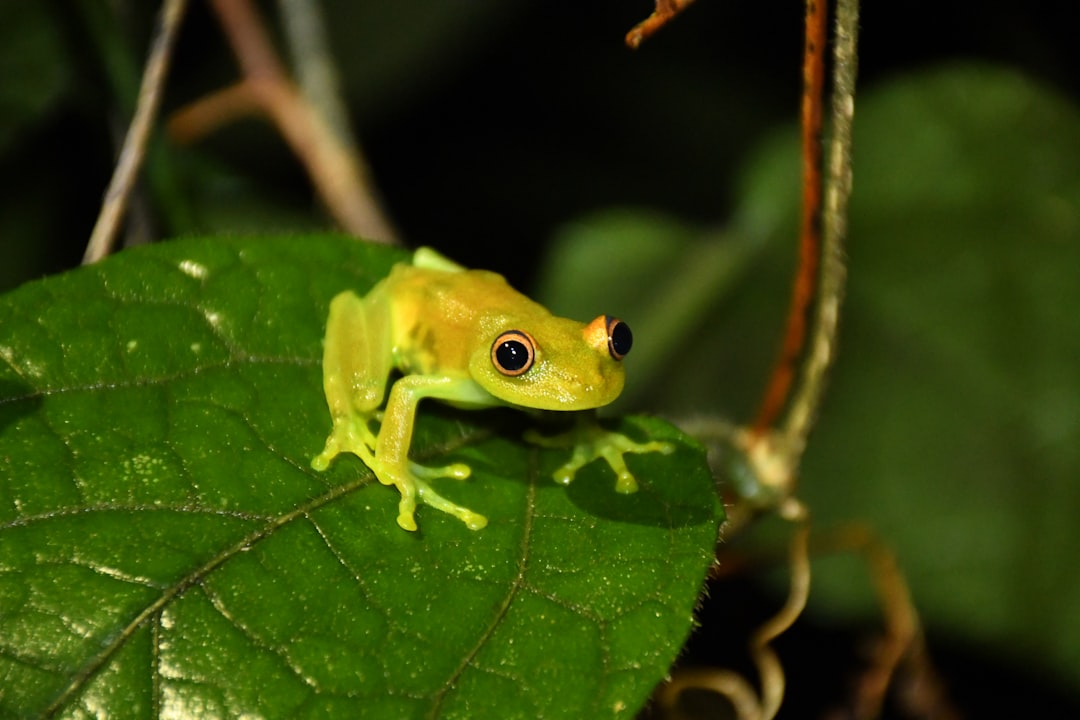 Explorer la Magie de la Forêt Amazonienne - Codajás - Amazonas | Secret World Trip Planner