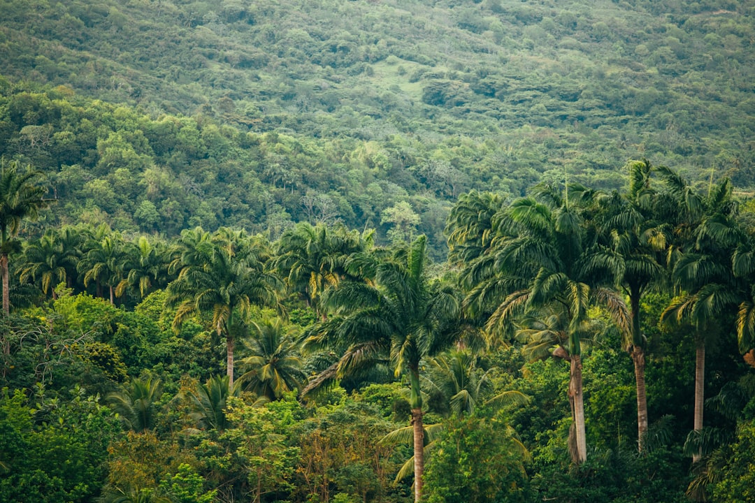 Explorando la Magia de la Selva Amazónica - Codajás - Amazonas | Secret World Trip Planner