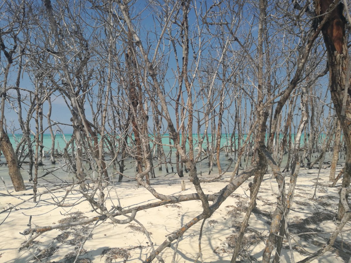 Cayo Levisa: El Paraíso Escondido de Cuba - Cayo Levisa | Secret World Trip Planner