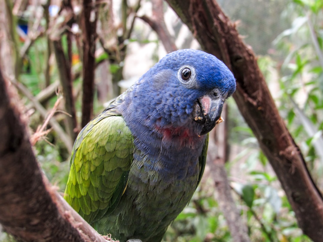 Scopri il Parque de Aves Exoticas in Ecuador - Puyo | Secret World Trip Planner