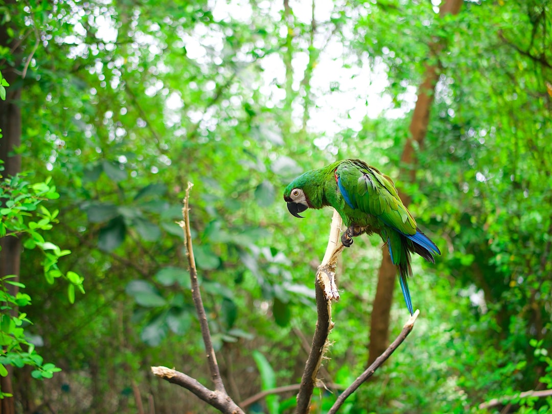 Entdecken Sie den Parque de Aves Exoticas in Ecuador - Puyo | Secret World Trip Planner