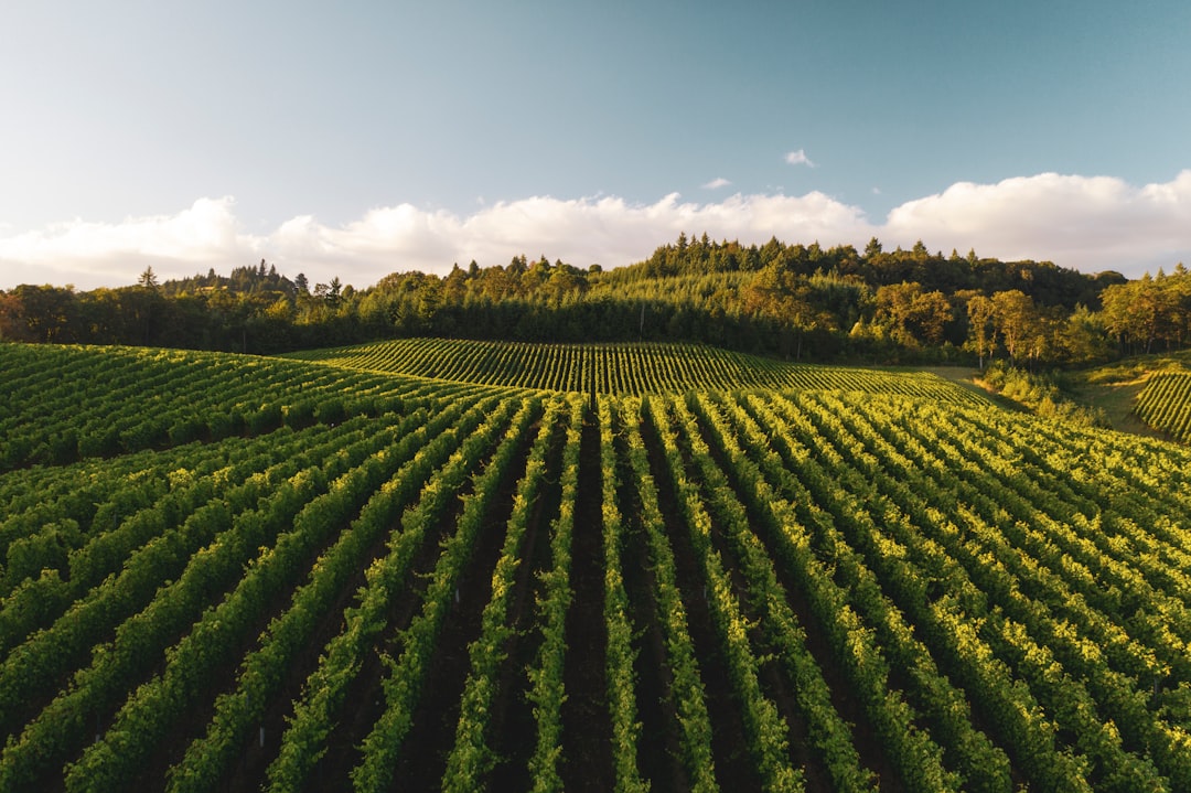 Willamette Valley: El Paraíso del Pinot Noir - Willamette Valley | Secret World Trip Planner