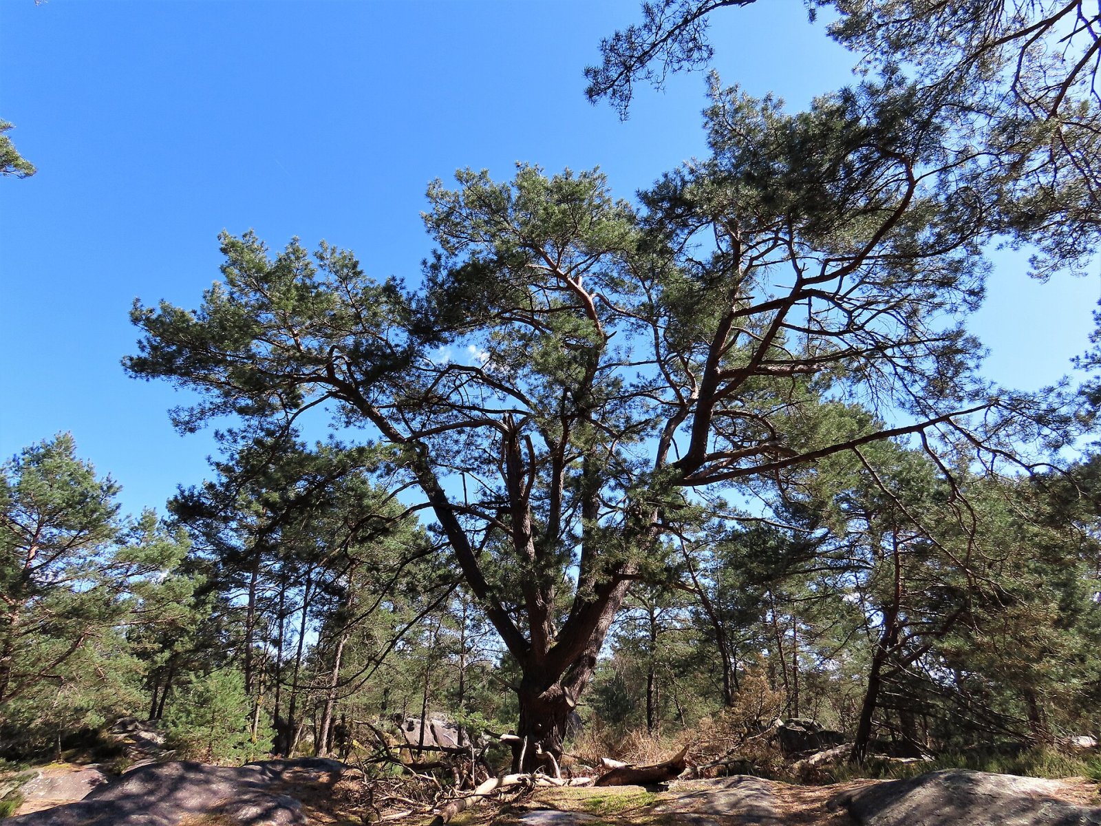 Scopri le Gorges de Franchard: un angolo di natura a Fontainebleau - Fontainebleau | Secret World Trip Planner