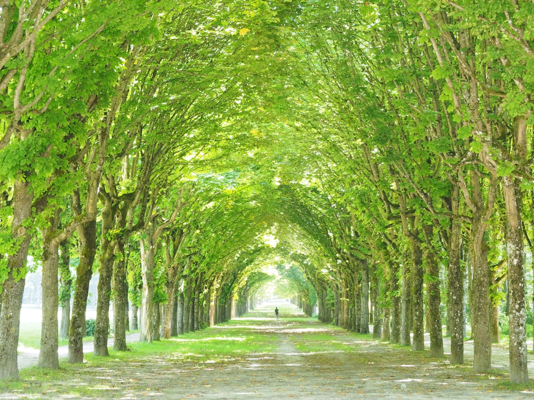 Entdecken Sie den Forêt de Fontainebleau: Ein Naturparadies in Frankreich - Fontainebleau | Secret World Trip Planner
