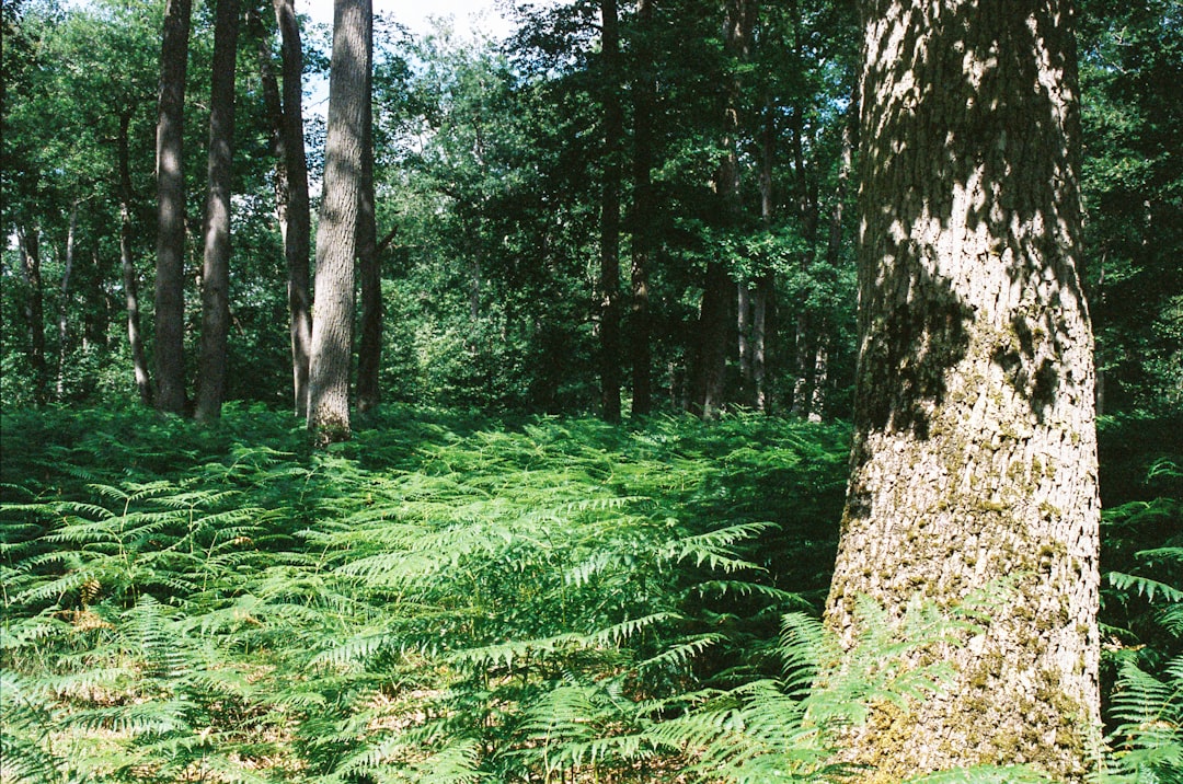 Découvrez la Forêt de Fontainebleau : un coin de nature en France - Fontainebleau | Secret World Trip Planner