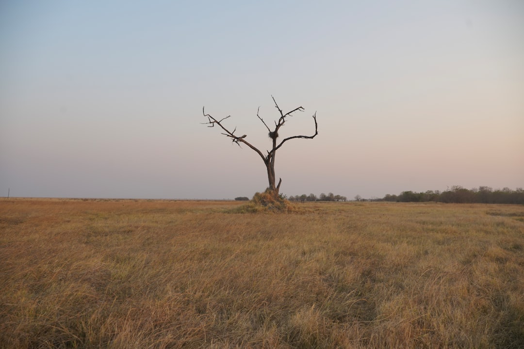 马乌恩:奥卡万戈三角洲的绿色心脏 - Maun | Secret World Trip Planner
