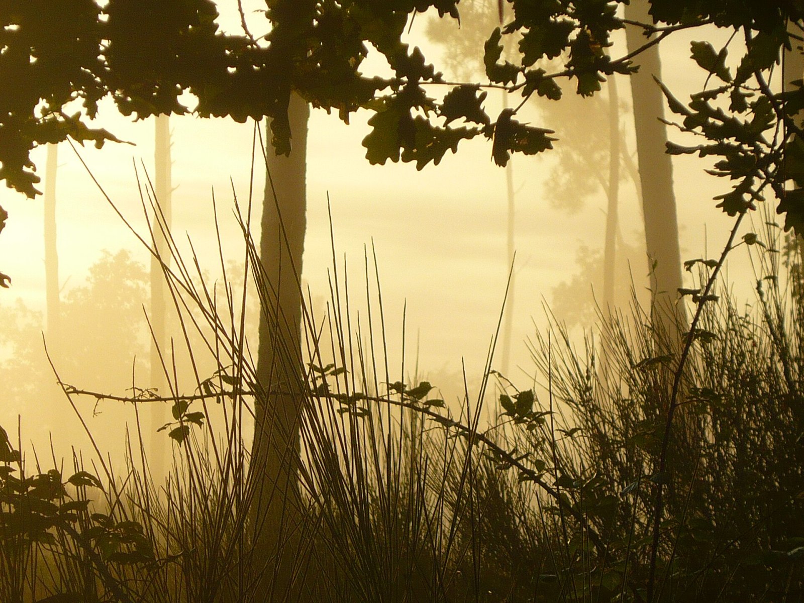 Explore a Forêt des Landes: Natureza e Aventura na França - Sainte-Mère | Secret World Trip Planner