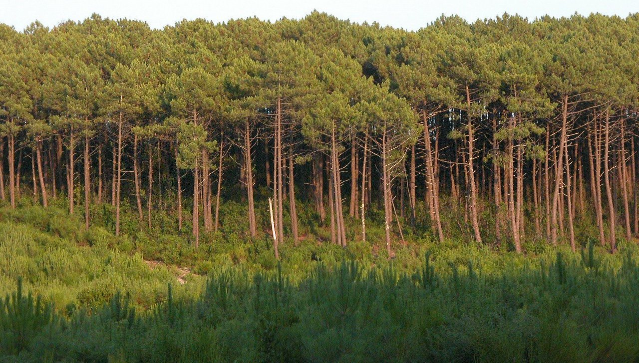 探索兰德森林:法国的自然与冒险 - Sainte-Mère | Secret World Trip Planner