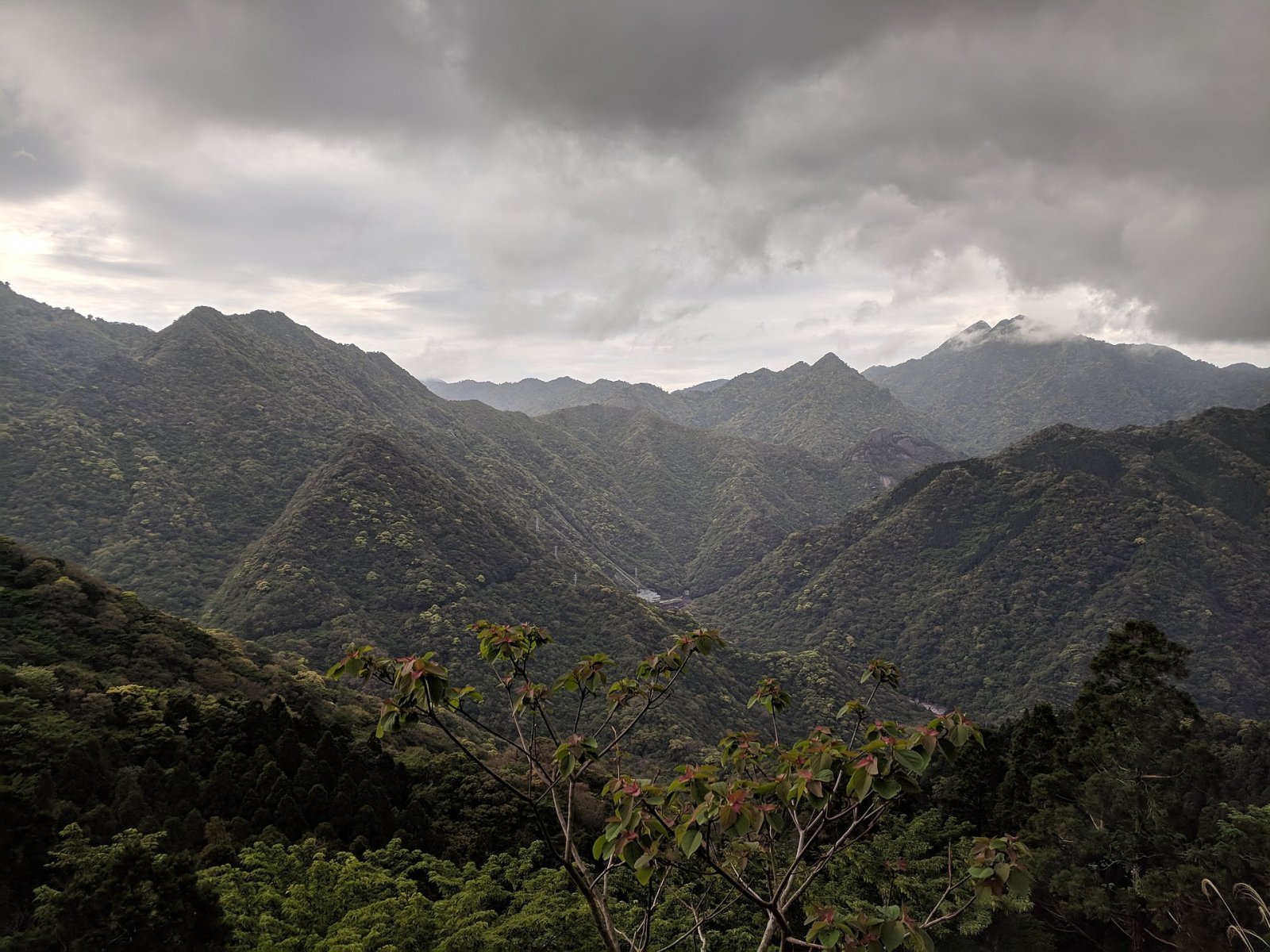 Découvrez Yakushima : un joyau naturel du Japon - Yakushima | Secret World Trip Planner