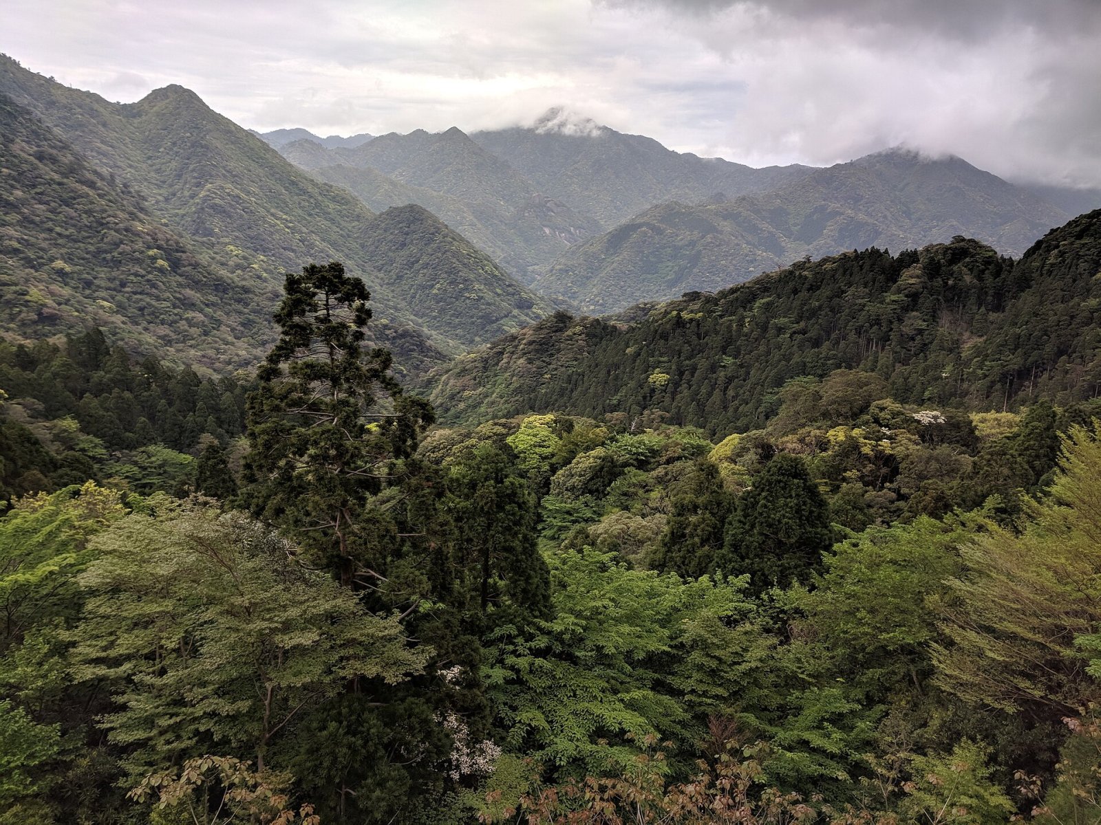 Откройте для себя Якосима: природное сокровище Японии - Yakushima | Secret World Trip Planner