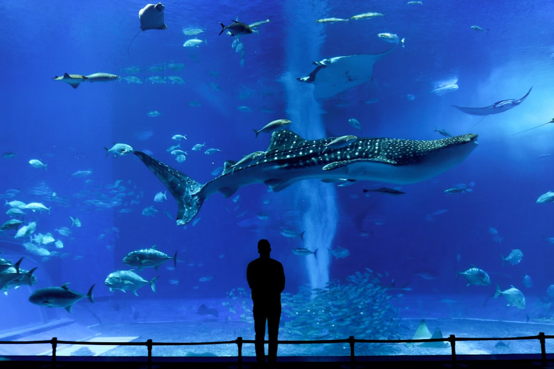 Découvrez l'Okinawa Churaumi Aquarium : Un bijou du Japon - Motobu | Secret World Trip Planner