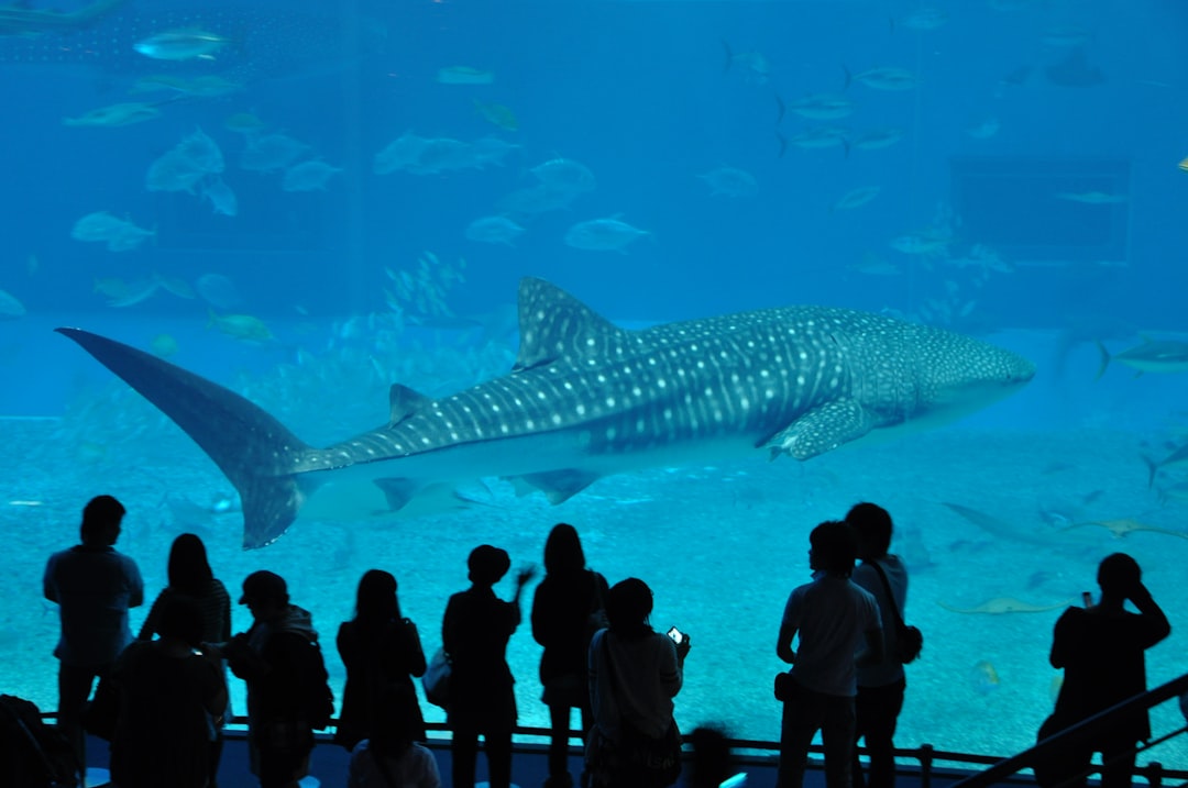 沖縄美ら海水族館を発見:日本の宝石 - Motobu | Secret World Trip Planner
