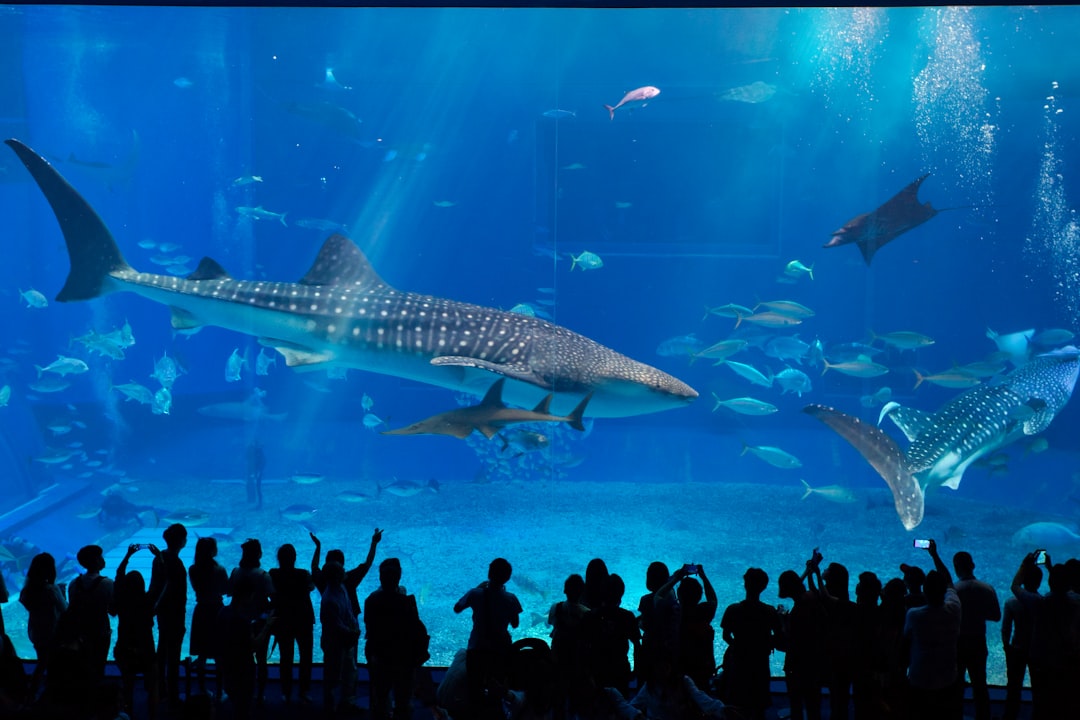 沖縄美ら海水族館を発見:日本の宝石 - Motobu | Secret World Trip Planner