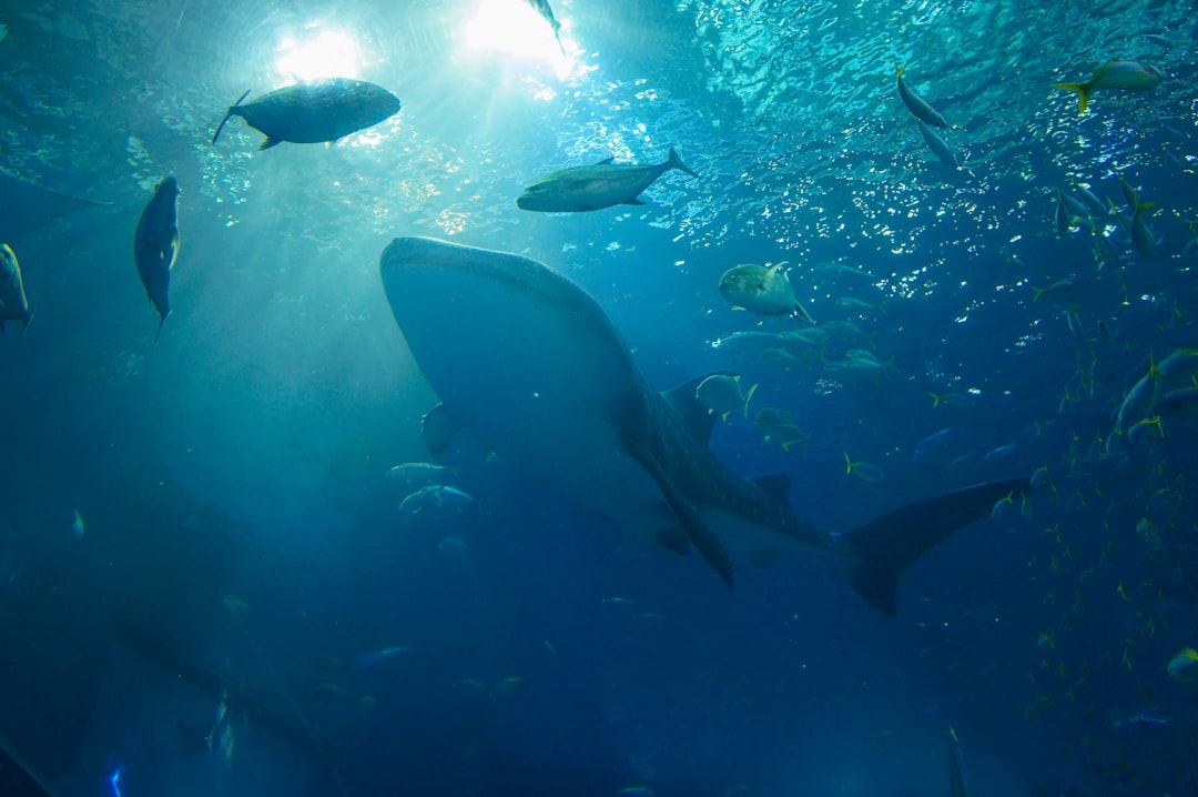 沖縄美ら海水族館を発見:日本の宝石 - Motobu | Secret World Trip Planner