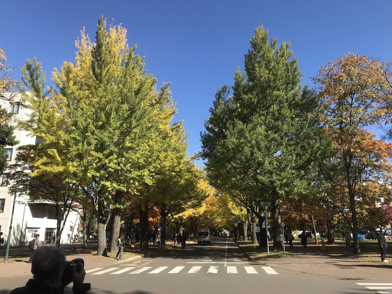 홋카이도 대학의 은행나무 거리 탐방 - Sapporo | Secret World Trip Planner