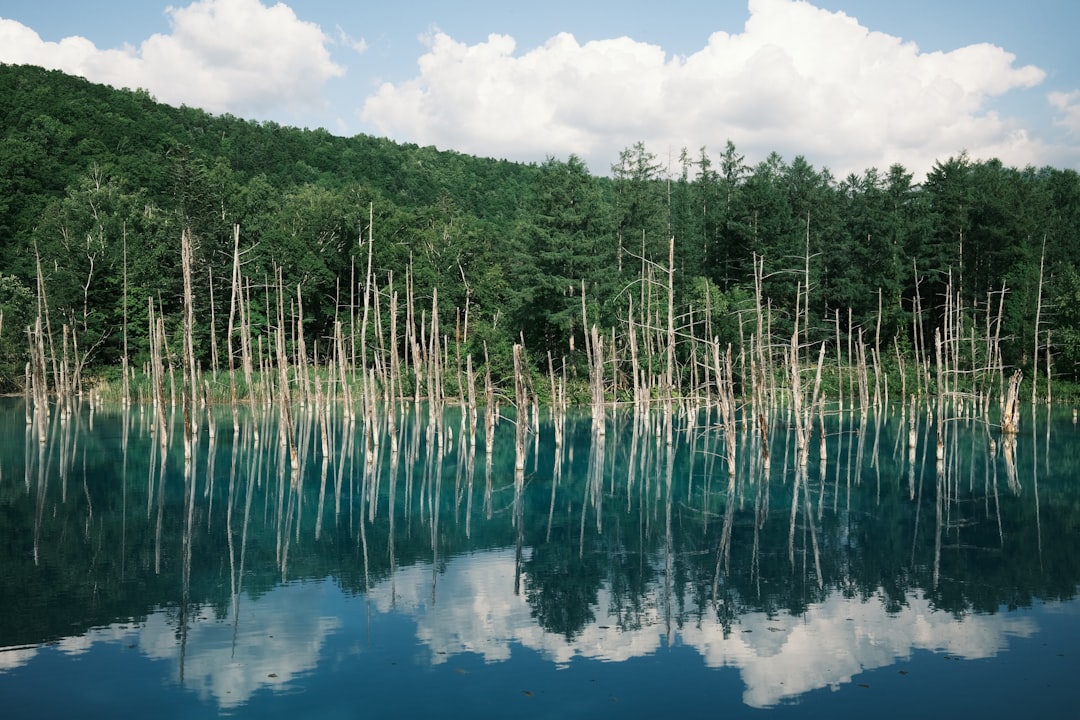 Entdecken Sie Shikisai-no-Oka: Der Garten der Farben in Biei - Biei | Secret World Trip Planner