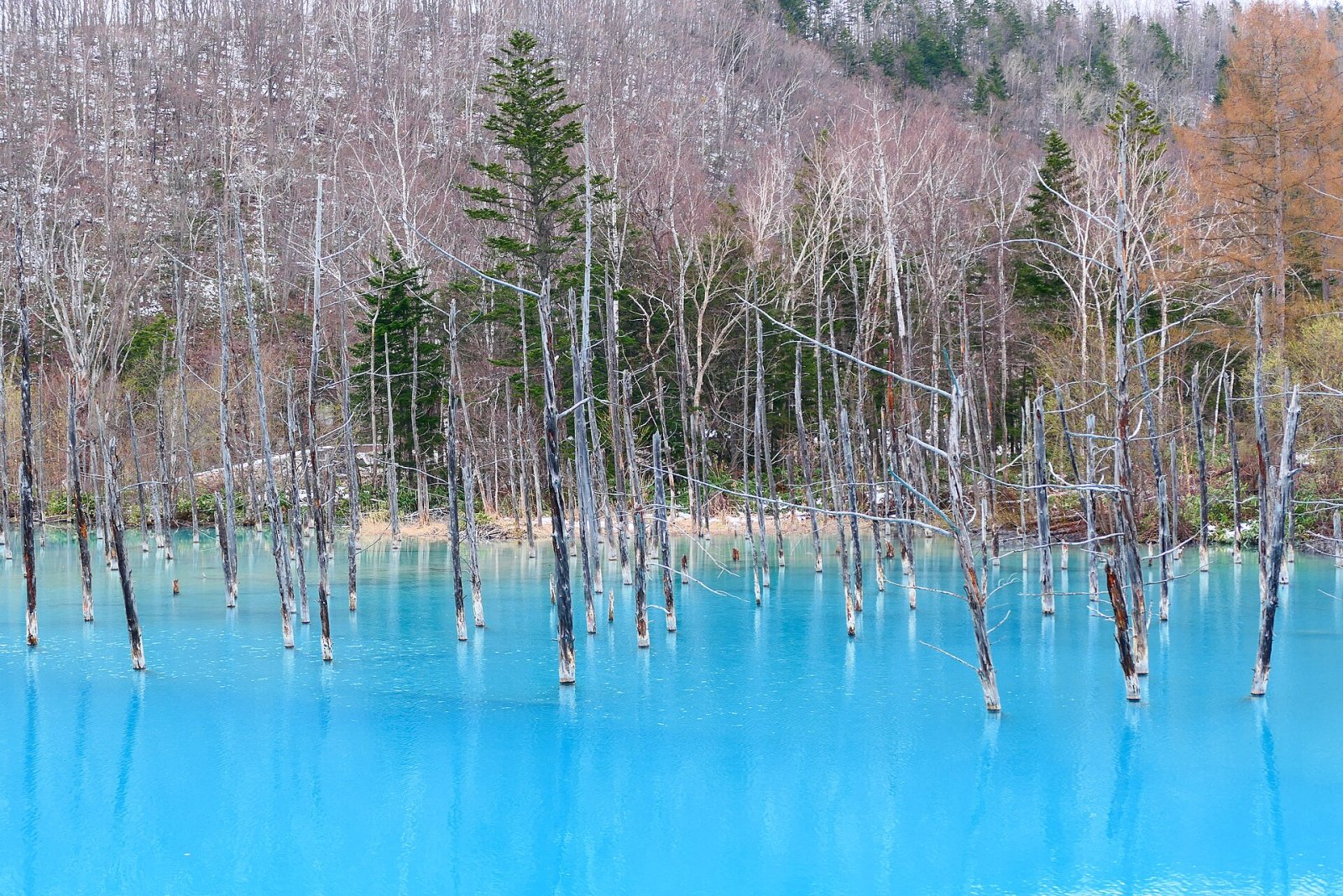 美瑛の青い池を発見:日本の楽園の一角 - Biei | Secret World Trip Planner