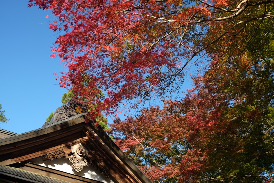 探索平泉中尊寺：东北地区的历史瑰宝 - Hiraizumi | Secret World Trip Planner