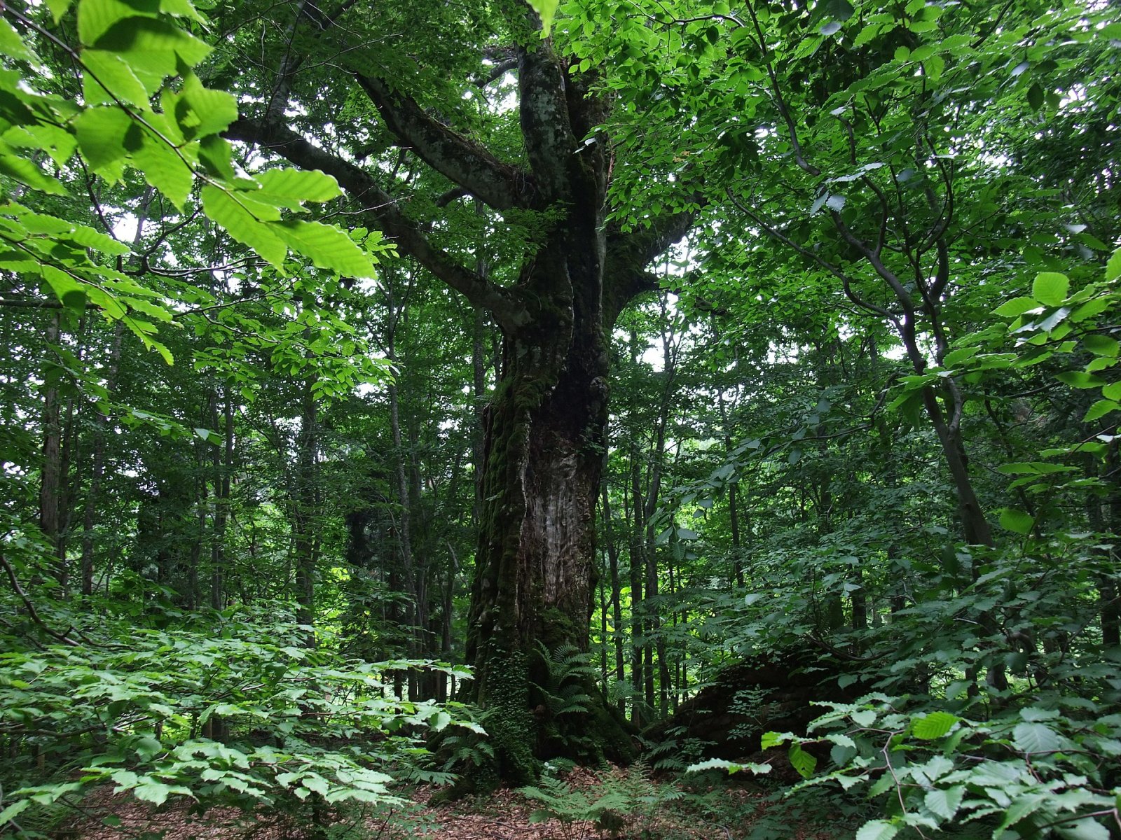 Entdecke Shirakami Sanchi: ein Naturparadies in Japan - Nishimeya | Secret World Trip Planner