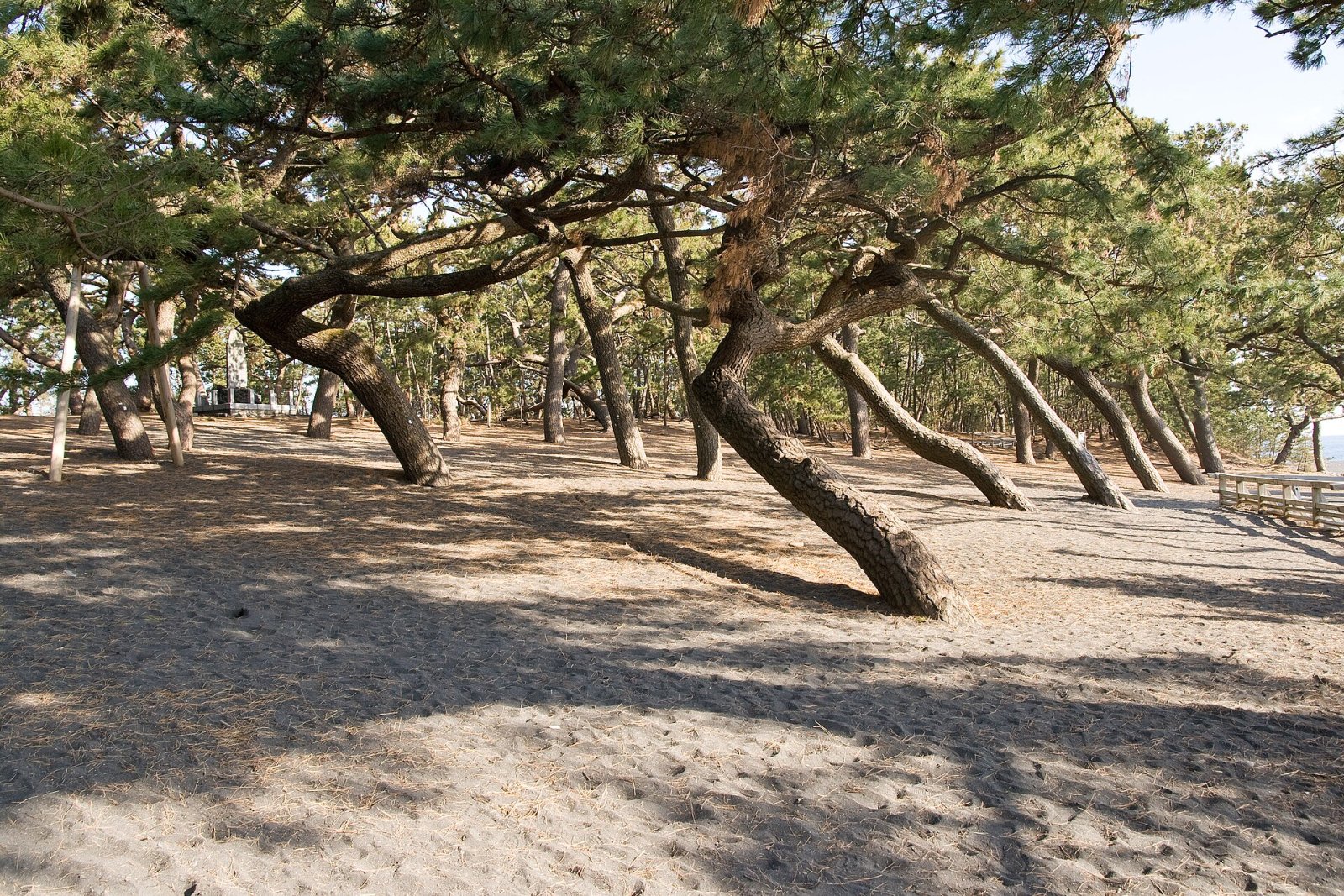 Откройте для себя Shizuoka Miho no Matsubara: уголок рая в Японии - Shizuoka | Secret World Trip Planner