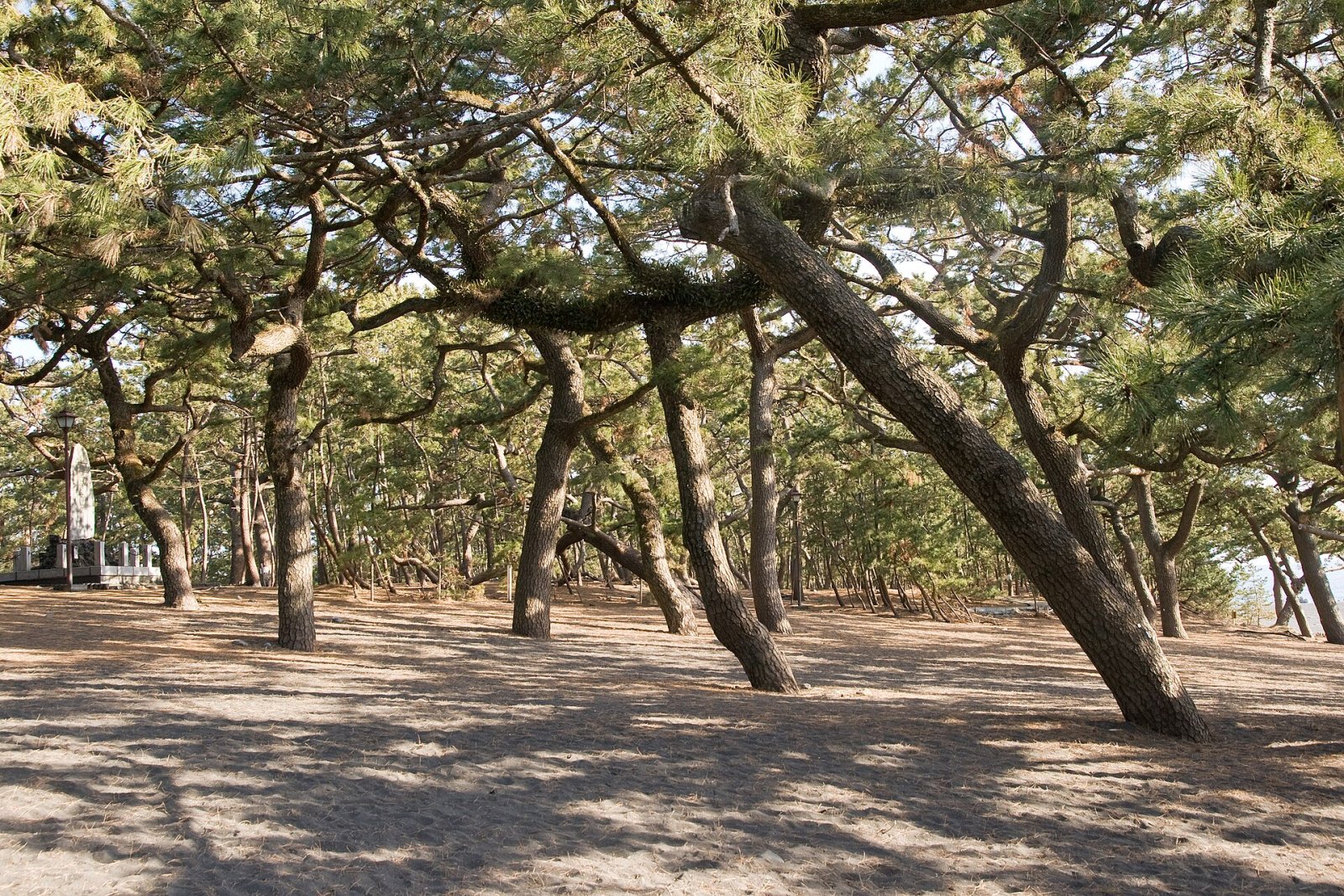 Откройте для себя Shizuoka Miho no Matsubara: уголок рая в Японии - Shizuoka | Secret World Trip Planner
