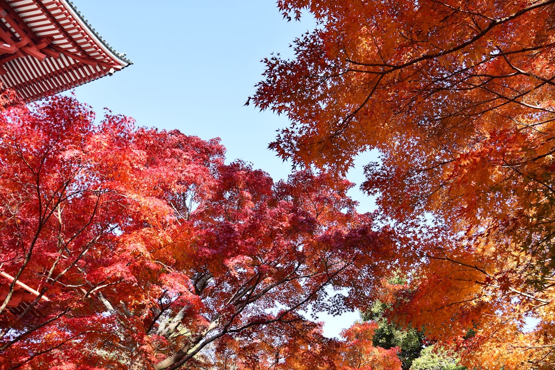 成田山新勝寺を発見:関東の文化的宝石 - Narita | Secret World Trip Planner