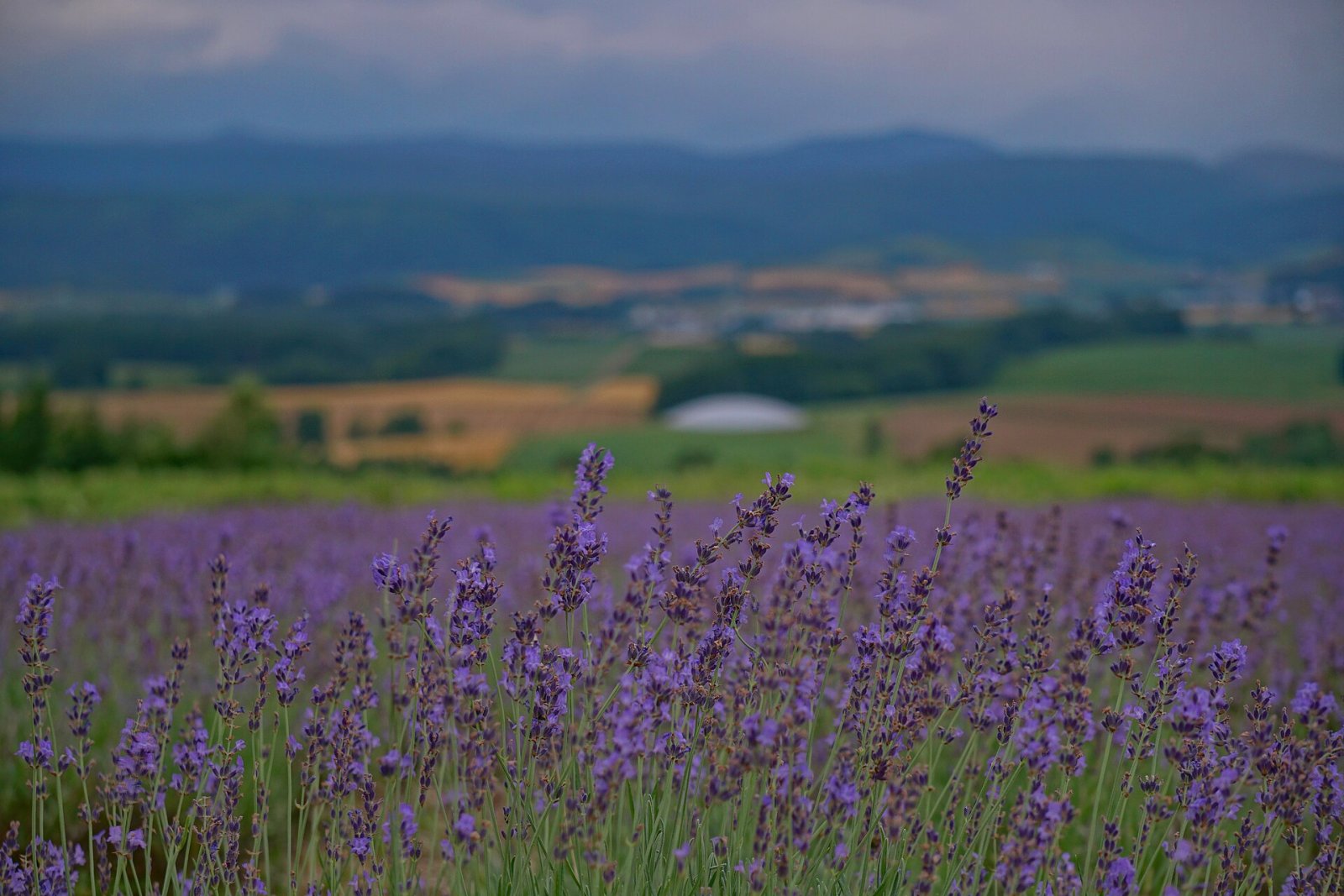 Campos de Lavanda de Furano: un rincón de paraíso en Hokkaido - Furano | Secret World Trip Planner