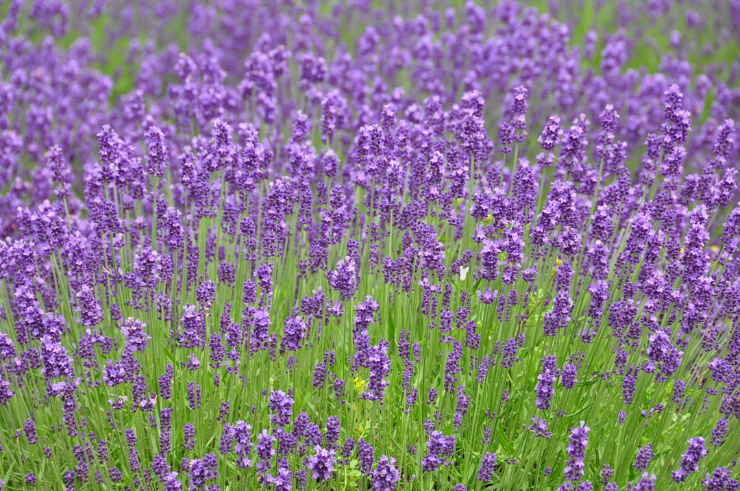 Campos de Lavanda de Furano: um pedaço do paraíso em Hokkaido - Furano | Secret World Trip Planner