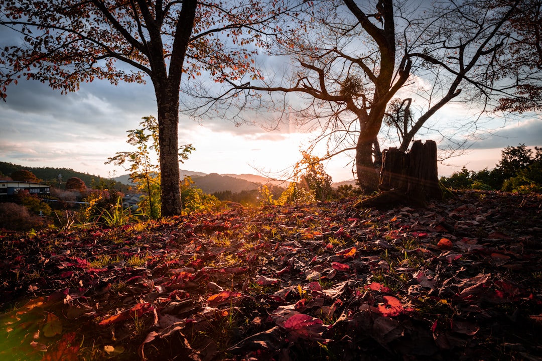 Scopri la Magia della Montagna Yoshino in Giappone - Yoshino | Secret World Trip Planner