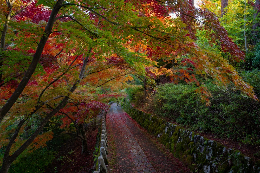 일본 요시노 산의 마법을 발견하다 - Yoshino | Secret World Trip Planner