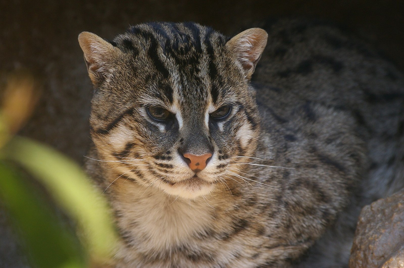 Découvrir le Tennoji Zoo : un coin de nature à Osaka - Osaka | Secret World Trip Planner