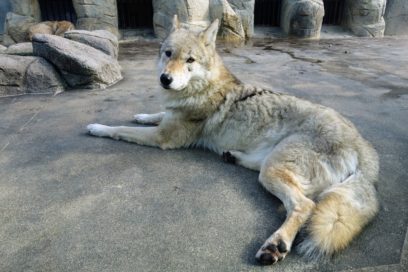 Descubriendo el Tennoji Zoo: un rincón de naturaleza en Osaka - Osaka | Secret World Trip Planner