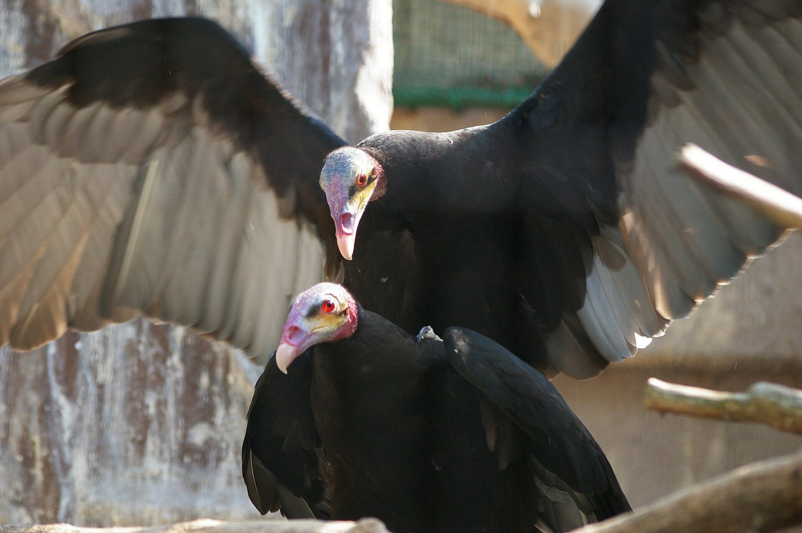天王寺動物園を発見する：大阪の自然の隅 — Osaka