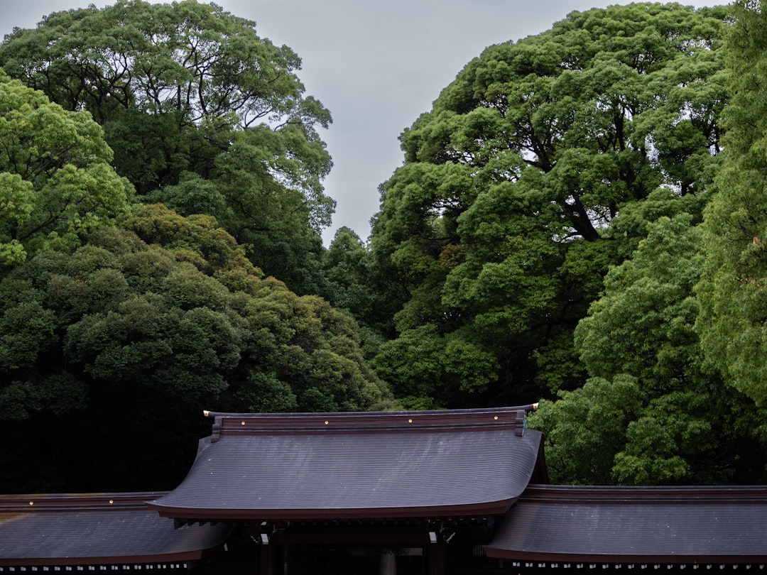 Descubra o Santuário Meiji: um tesouro de Tóquio entre cultura e natureza - Shibuya | Secret World Trip Planner
