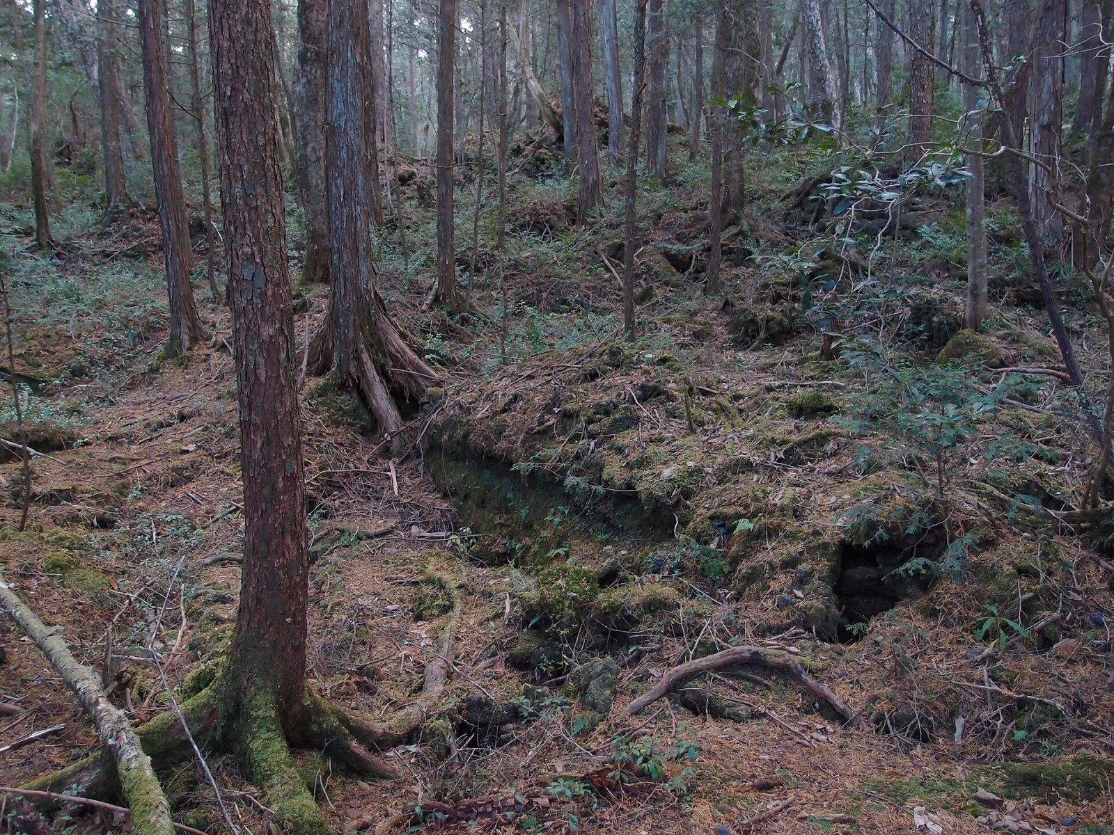 Bosque de Aokigahara: un viaje al corazón de la naturaleza japonesa - Fujikawaguchiko | Secret World Trip Planner